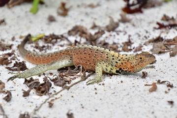 LAGARTIJA, GALÁPAGOS