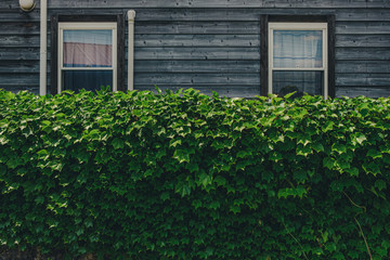 Ivy covered wall and back window
