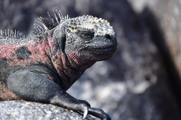 IGUANA MARINA, GALÁPAGOS