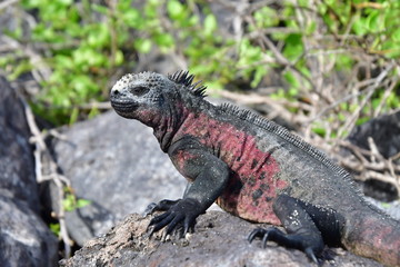 IGUANA MARINA, GALÁPAGOS