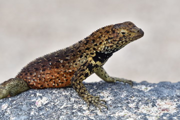 LAGARTIJA, GALÁPAGOS