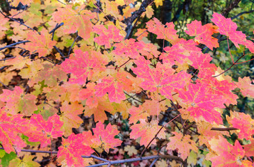 Leaves Showing Fall Colors Near Oak Creek In Sedona, AZ.