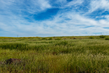 Green Field with Big Blue Sky in Spring Time 