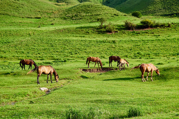 horses in the pasture, lit by the evening sun. Country summer landscape.