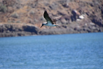AVES, GALÁPAGOS