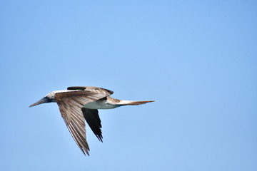 AVES, GALÁPAGOS