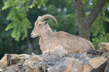 Female Barbary Sheep (Aoudad) on Rocks