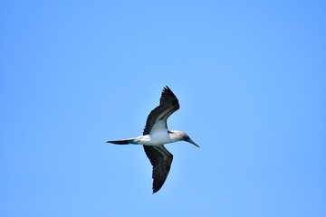 AVES, GALÁPAGOS