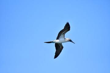 AVES, GALÁPAGOS