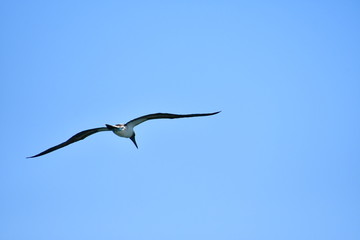 AVES, GALÁPAGOS