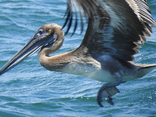 PELÍCANO, GALAPAGOS