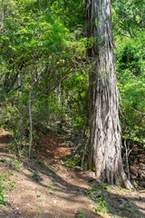 arbol