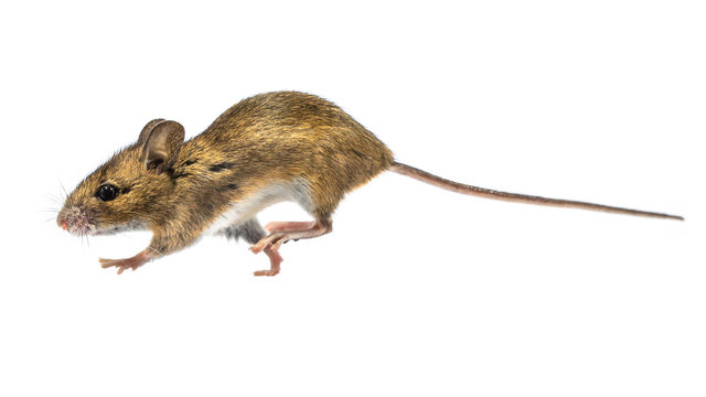 Rat Running Images – Browse 38,907 Stock Photos, Vectors, and Video | Adobe  Stock
