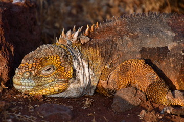 IGUANA TERRESTRE, GALÁPAGOS