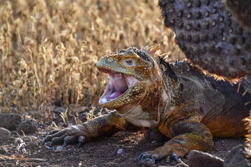 IGUANA TERRESTRE, GALÁPAGOS