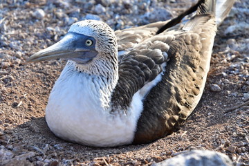 PIQUERO DE PATAS AZULES, GALÁPAGOS