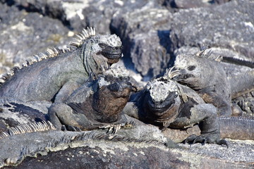 IGUANA MARINA, GALÁPAGOS