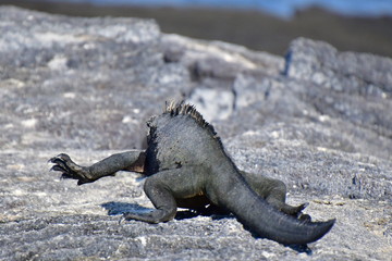 IGUANA MARINA, GALÁPAGOS