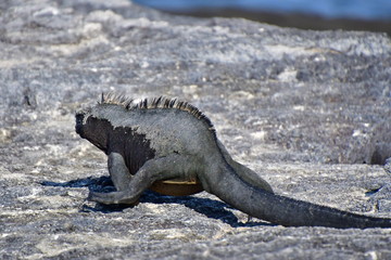 IGUANA MARINA, GALÁPAGOS