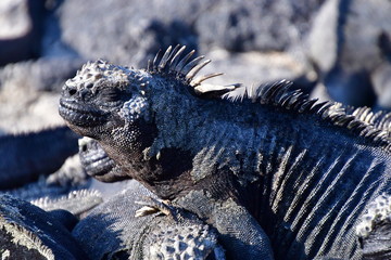 IGUANA MARINA, GALÁPAGOS