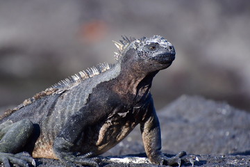 IGUANA MARINA, GALÁPAGOS