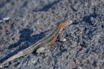 LAGARTIJA, GALÁPAGOS