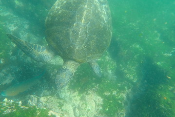 Obraz premium TORTUGA MARINA, GALÁPAGOS