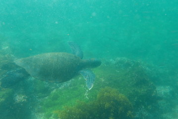 TORTUGA MARINA, GALÁPAGOS
