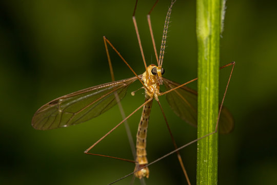 Crane fly hold on to a plant stem