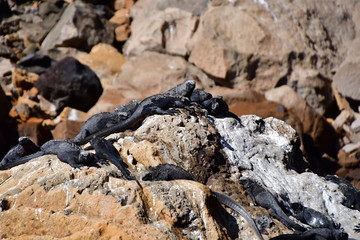 IGUANAS MARINAS, GALÁPAGOS