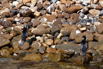 CORMORÁN, GALÁPAGOS