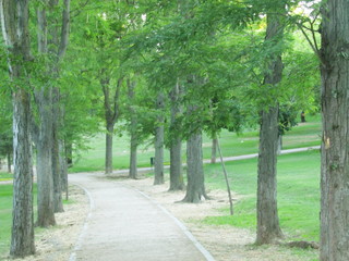 SENDERO  DEL BOSQUE CON ALTOS ARBOLES, camino, bosque, árbol, naturaleza, verde, paisaje, 
