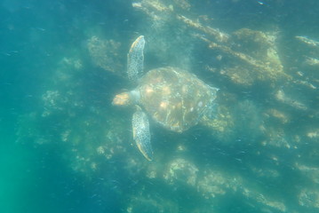 Fototapeta premium TORTUGA MARINA, GALÁPAGOS
