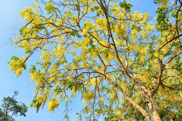 Golden Shower Tree on summer