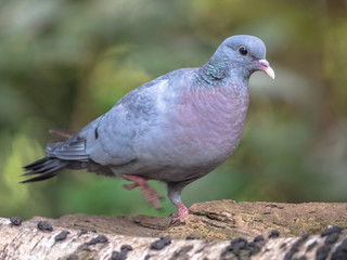 Stock dove in forest