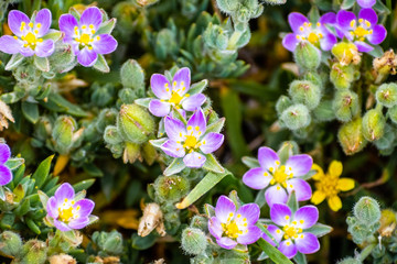 Sticky sand spurry (Spergularia macrotheca) wildflowers blooming on the Pacific Ocean coastline, San Francisco bay area, California