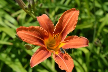 Orange lily flower and bee  in  summer