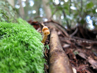 ひっそりと生える２本のキノコ