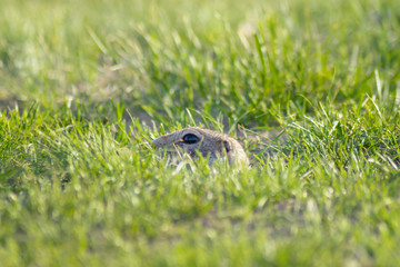 gopher stuck his head out of his hole