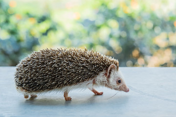 Close-up Hedgehog.