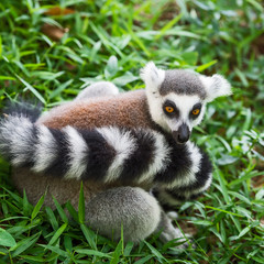 Lemur catta.