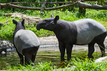 Close up Malayan tapir.