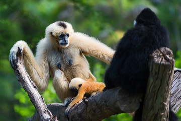 white cheeked gibbon or Lar gibbon.