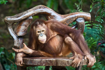 Close up chimpanzee.