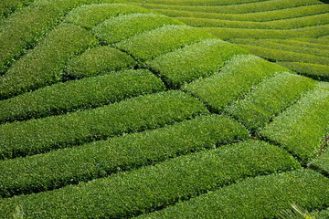 Landscape of green tea garden ,Shikoku,Japan