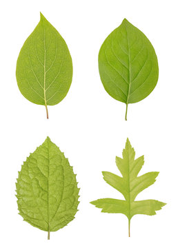 The green leaves of interesting and classic, ordinary forms resembling the apple tree, oak or maple and jasmine are isolated on a white background as a template or pattern for mockup or illustrations