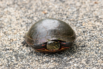 turtle