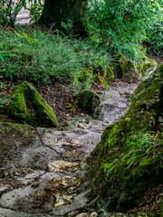 footpath in the park forest 
