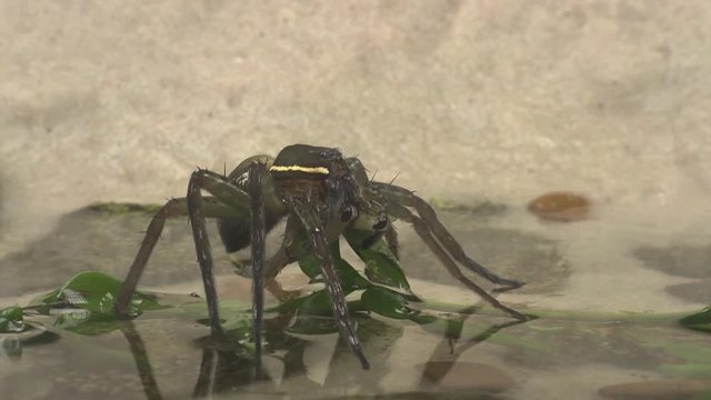 Fishing spider feeds on two backswimmers 1173 7