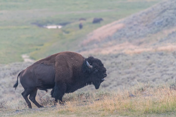 Bison Bellowing